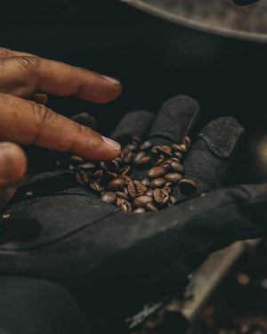Black business owned coffee company Black Stallion Coffee owner inspecting whole coffee bean during roasting process to assure complete quality in every batch. Whole bean coffee is from Black Stallion Coffee Majestic coffee blend.