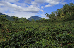 Guatemala Antigua